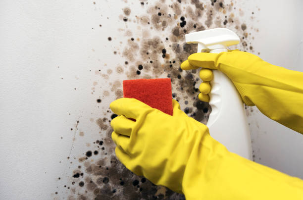 Best Commercial Mold Removal  in Santa Rosa Valley, CA